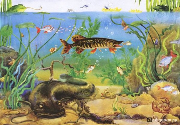 Нищева н.в. Пресноводные рыбы