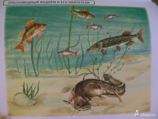 Водоем и его обитатели