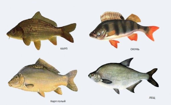 Окунь лещ щука Карп