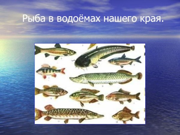 Обитатели пресных вод