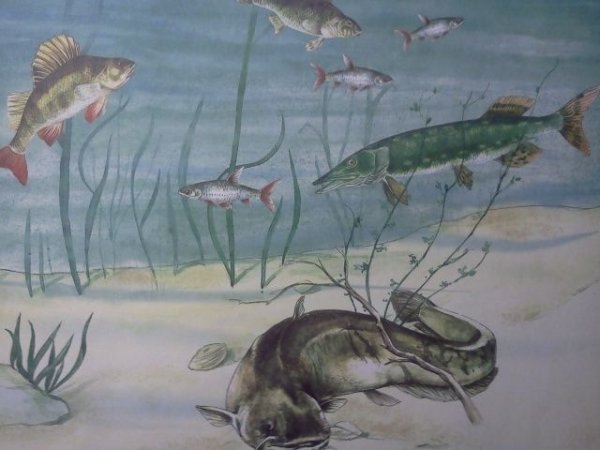 Обитатели водоемов зимой