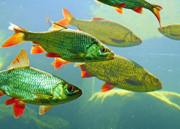 Красноперка Озерная рыба