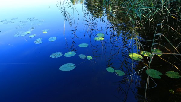 Пресноводные водоемы