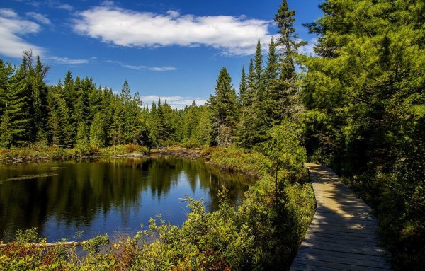 Лес Квебек Канада
