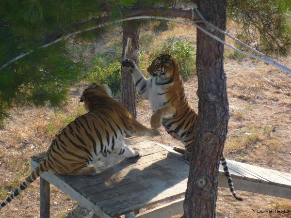 Сафари-парк в Геленджике сафари-парк в Геленджике