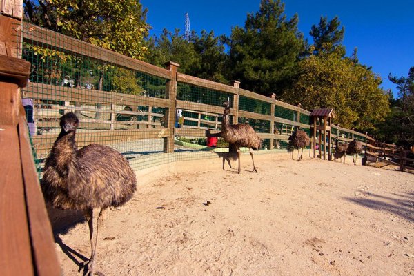 Город Геленджик сафари парк