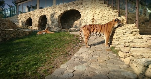 Сафари-парк Геленджик 2022