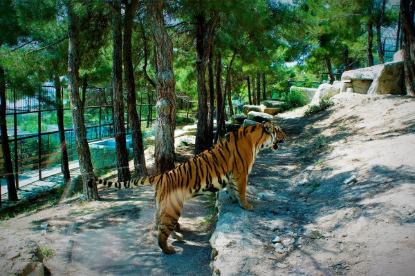 Геленджик парк сафари парк