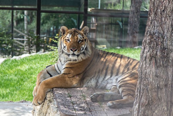 Тигр сафари парк Геленджик