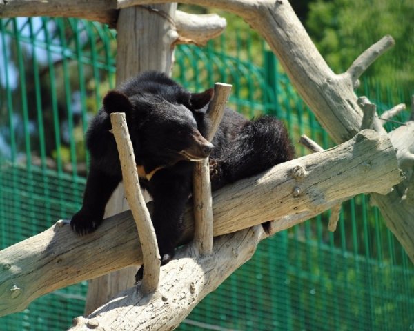Сафари-парк Геленджик