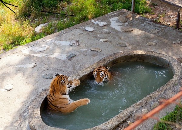 Сафари-парк Геленджик