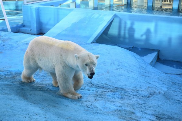 Сафари-парк Геленджик звери
