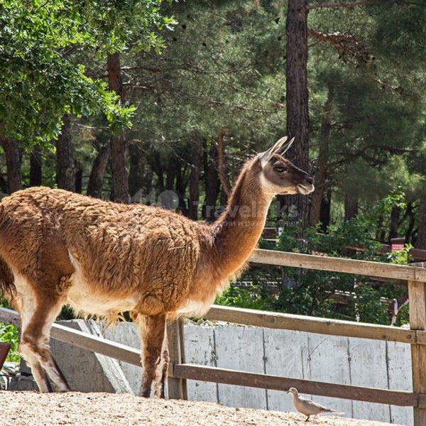 Зоопарк Геленджик