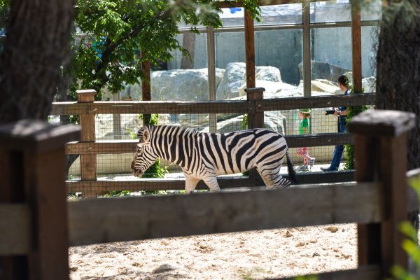 Геленджик парк сафари парк