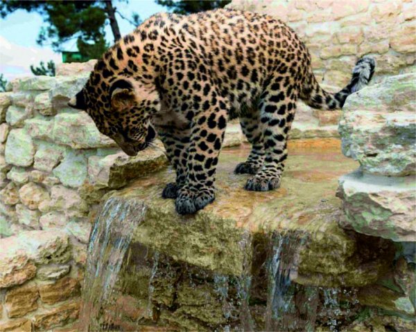 Леопард Геленджик сафари парк