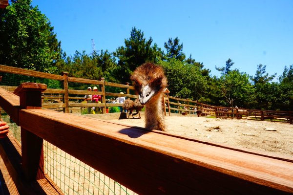 Сафари-парк Геленджик