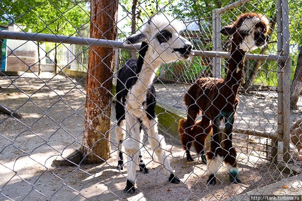 Сафари-парк Геленджик животные