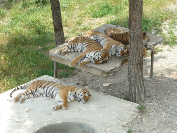 Сафари-парк Геленджик