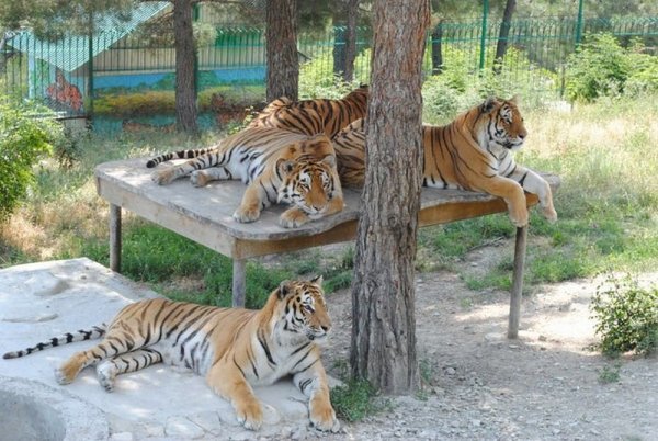 Зоопарк в Геленджике сафари парк