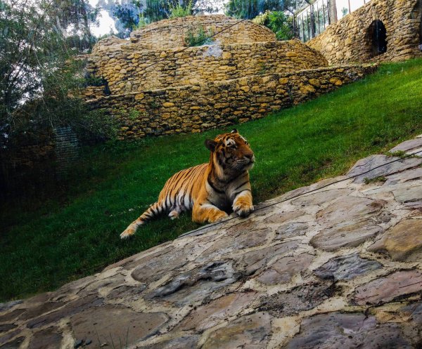 Тигр сафари парк Геленджик