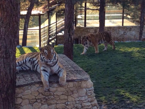 Геленджик сафари парк Геленджик тигры