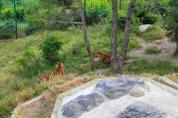 Тигр сафари парк Геленджик