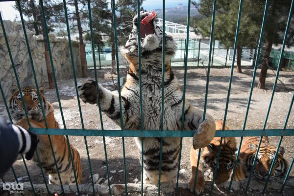 Тигр сафари парк Геленджик