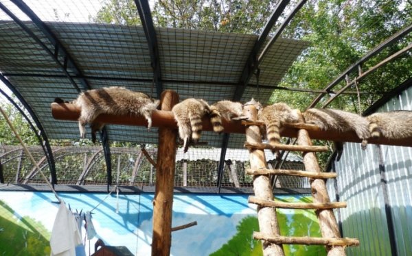 Зоопарк в Геленджике сафари парк