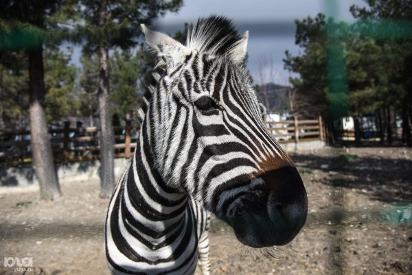 Сафари-парк Геленджик