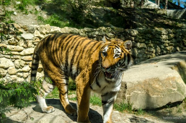 Геленджик парк сафари парк