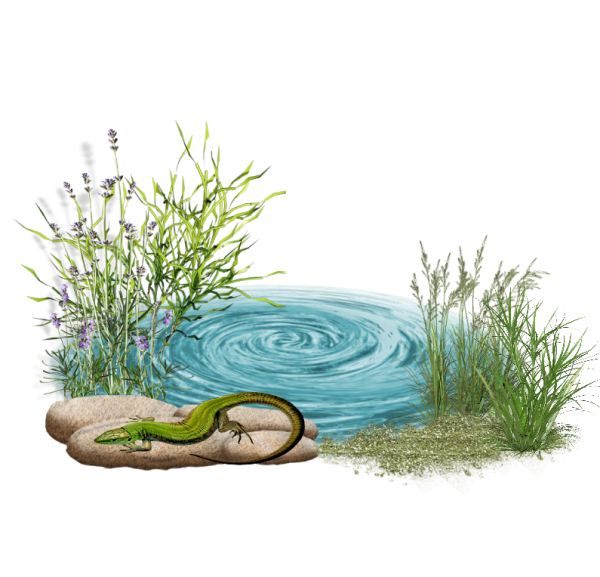 Водоем на прозрачном фоне