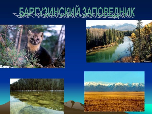 Проект заповедники России Баргузинский