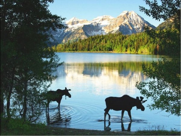 Заповедная природа