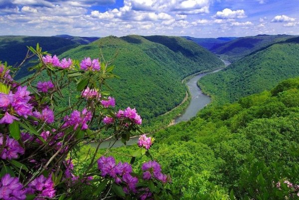 Багульник на сопках Дальний Восток
