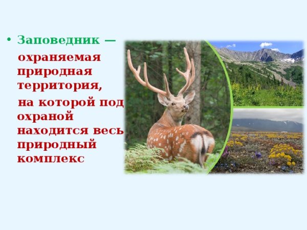 Заповедник окружающий мир