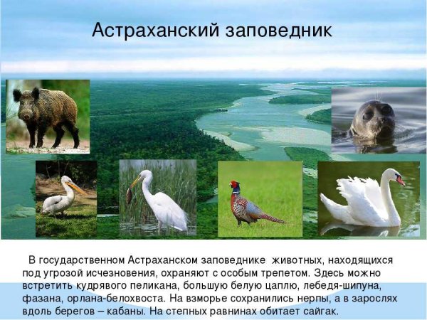 Астраханский заповедник презентация