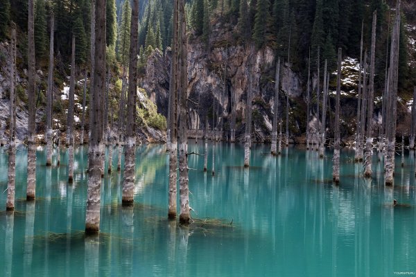 Затонувший лес в озере Каинды