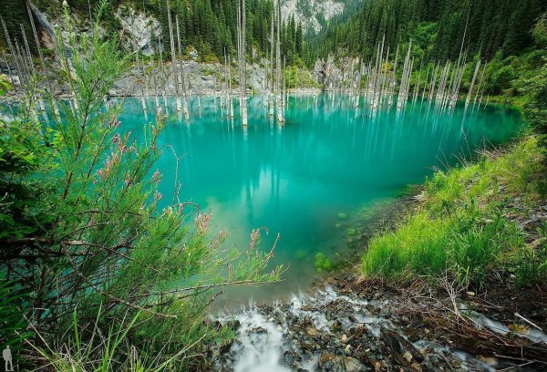 Затонувший лес в озере Каинды