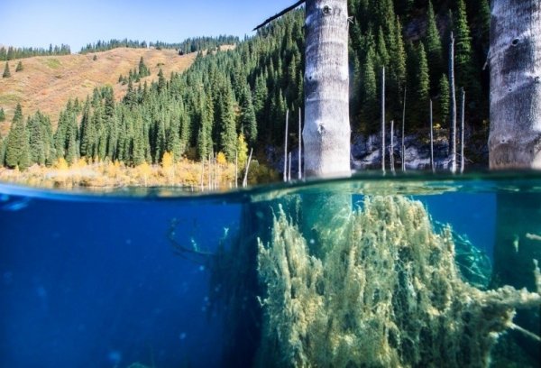 Озеро Каинды в Казахстане