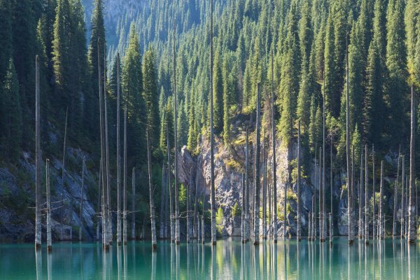 Озеро с соснами Казахстан