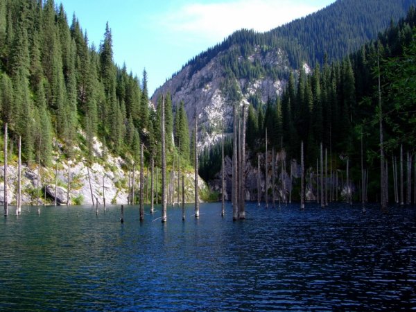 Затонувший лес озера Каинды, Казахстан