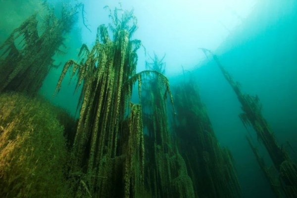 Подводный лес озера Каинды