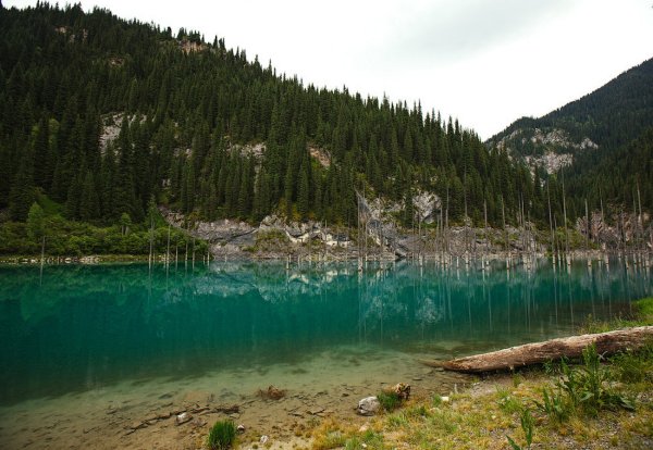 Затонувший лес в озере Каинды