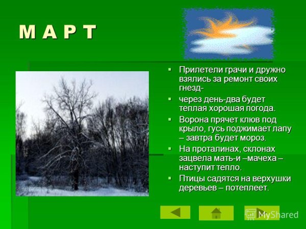 Грачи прилетели приметы погоды