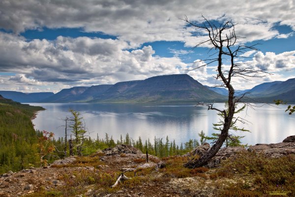 Оз лама Таймыр