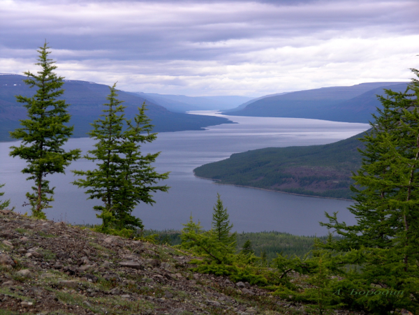 Таймыр озеро лама