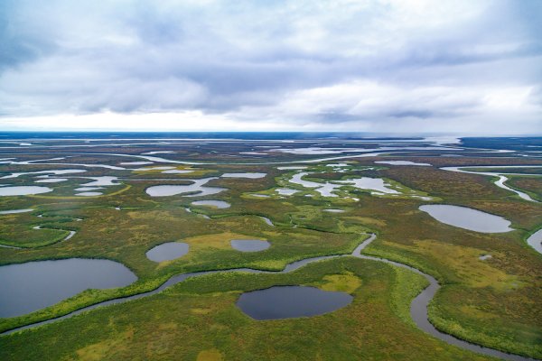 Тундра на острове Таймыр