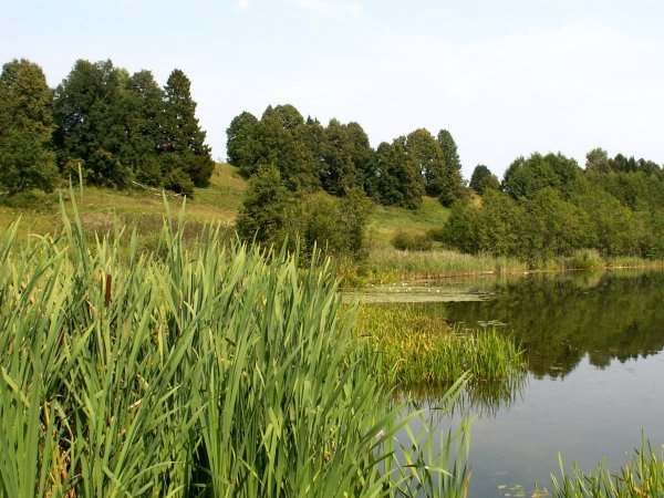 Безымянное озеро в Красном селе