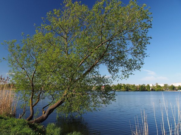 Оз Безымянное красное село