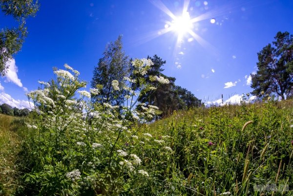 Жаркое лето июнь